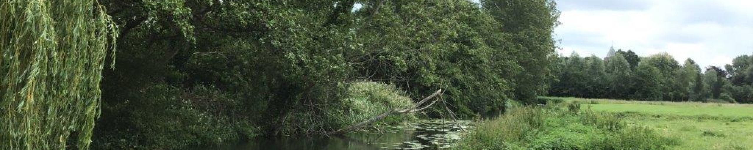 Overhangend hout boven de sloot