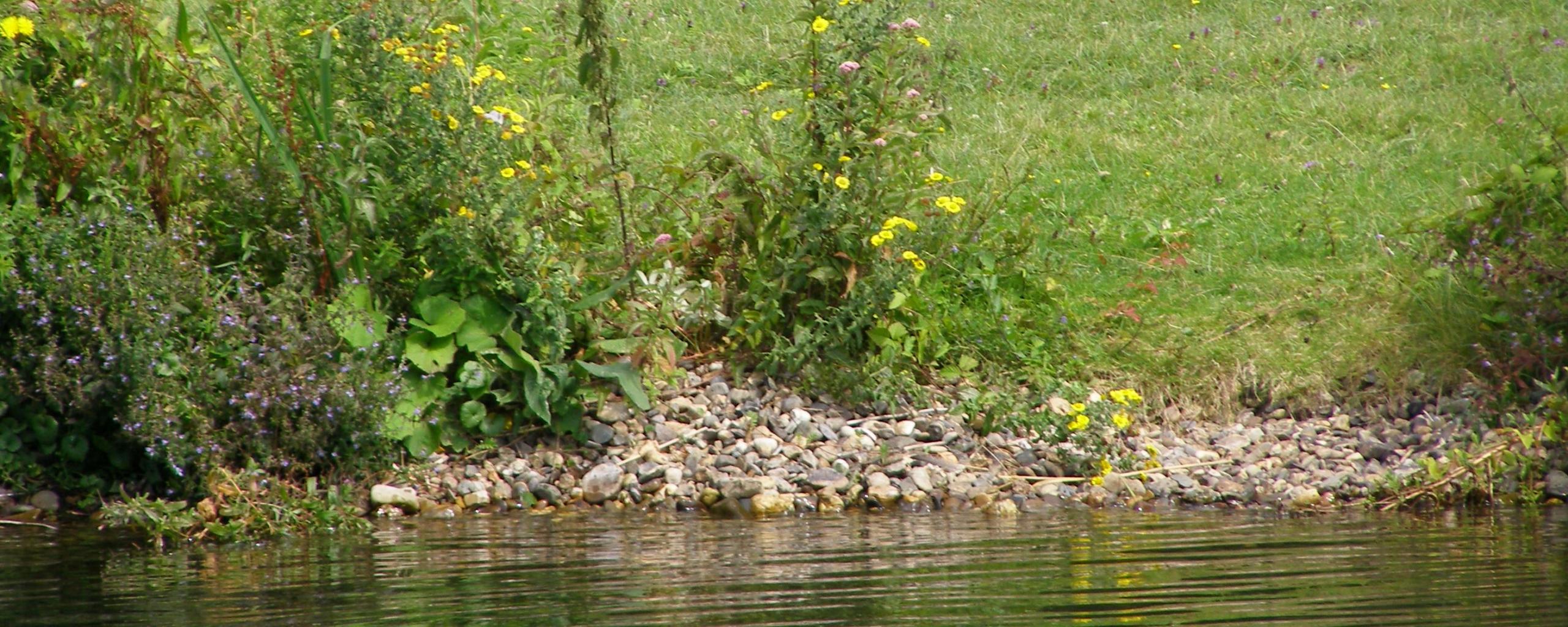 Bloemen langs de waterkant