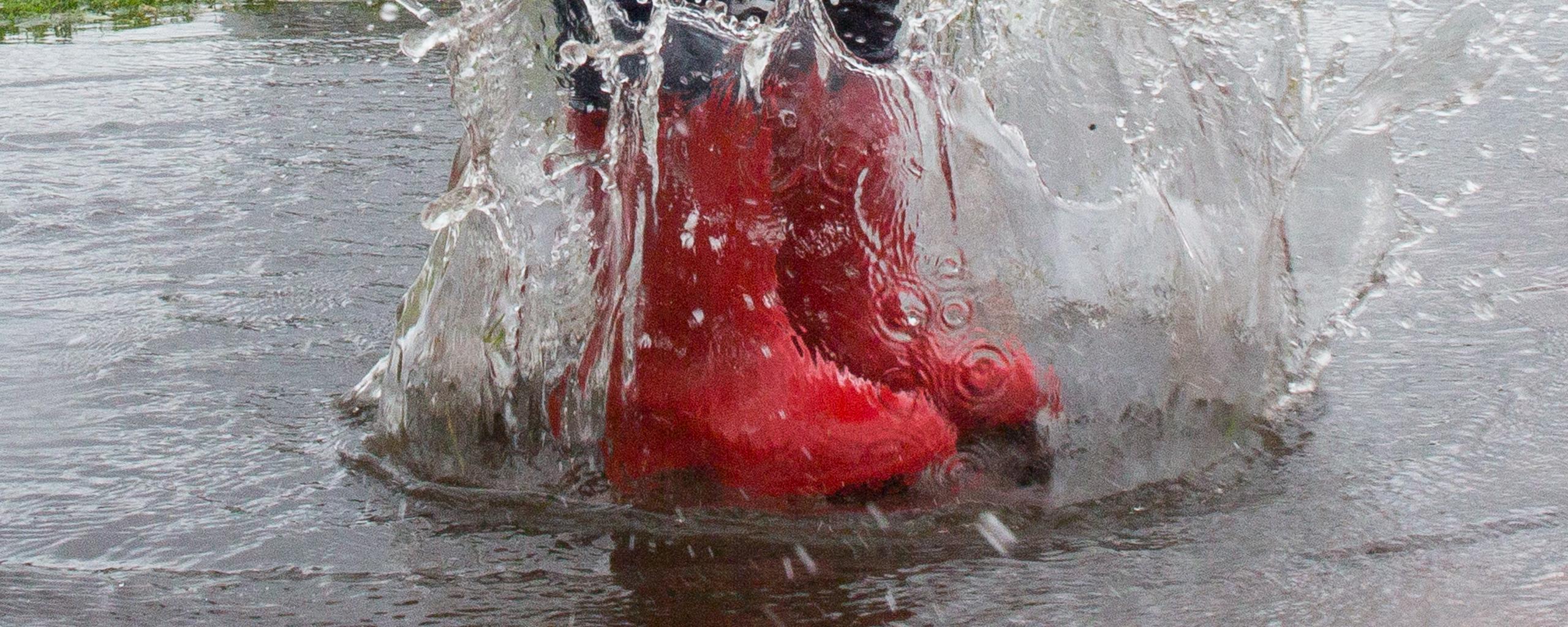 Meisje met rode regenlaarzen staat midden in een grote plas regenwater waarvan het water hoog opspat