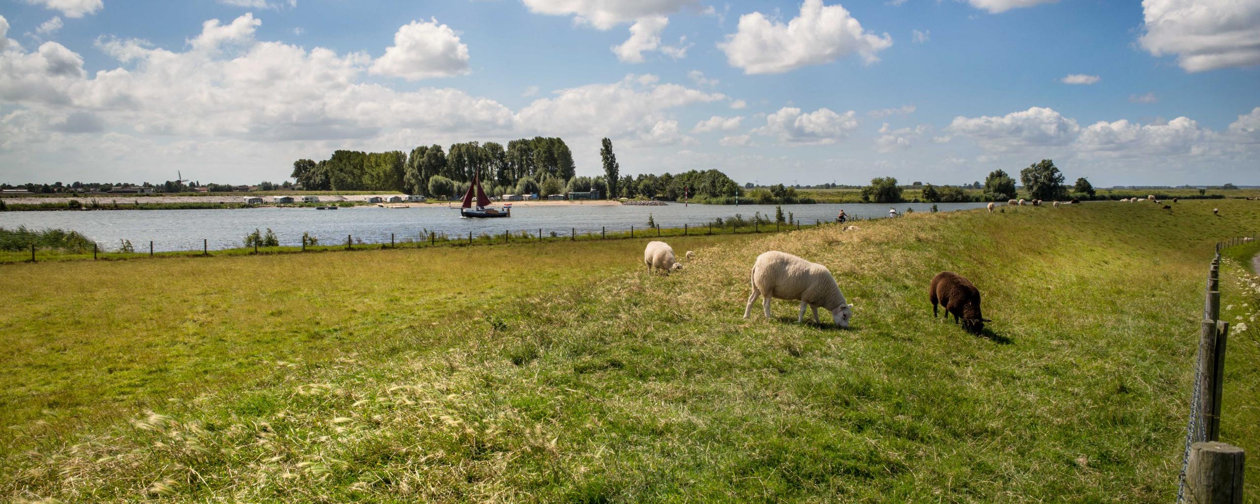 Dijk Bernisse met schapen