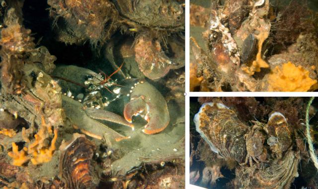 Krab, kreeft en schelpen onder water in de Grevelingen