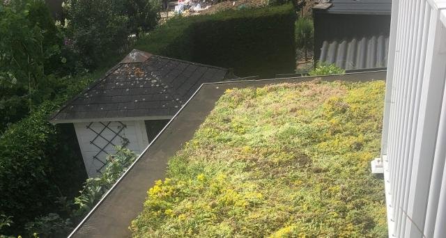 sedumdak voor opvang regenwater