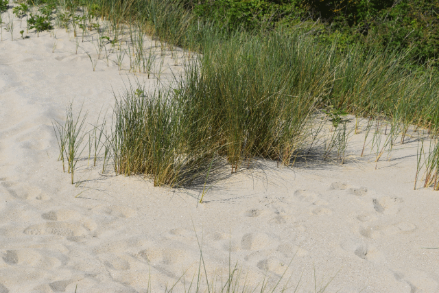 Springertduinen