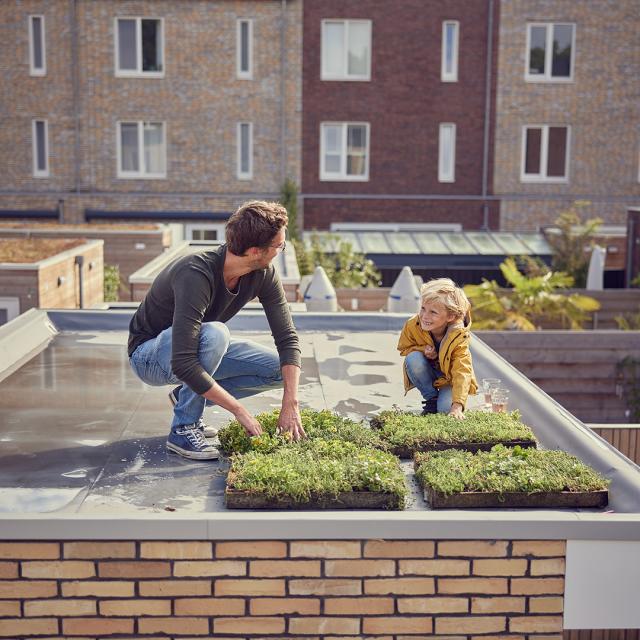 Jongen en man op dak leggen sedum aan
