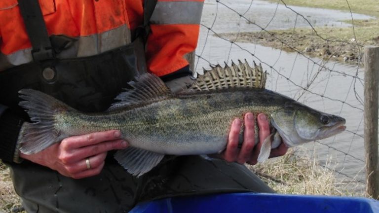 Snoekbaars die gevangen is tijdens monitoring