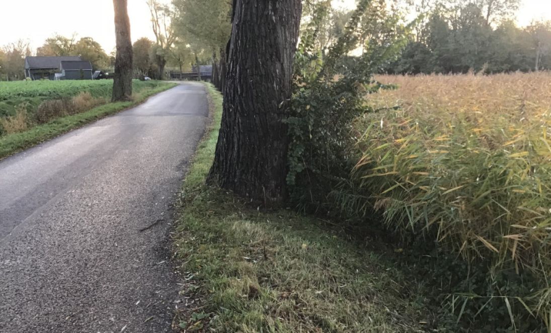 Struiken langs stamvoet boom