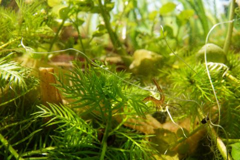 Onderwaterfoto