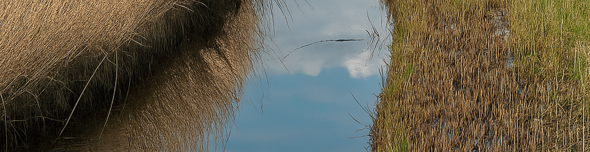 Brede sloot met riet