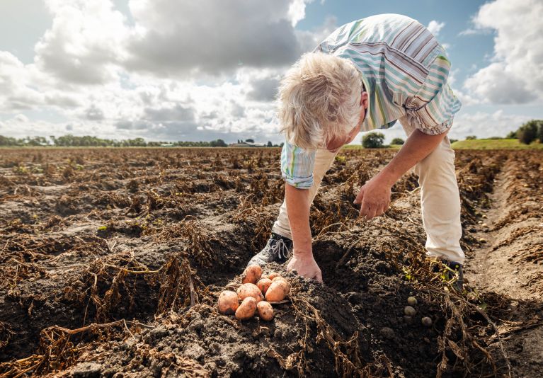 Een boer haalt aardappels uit de grond op Voorne Putten
